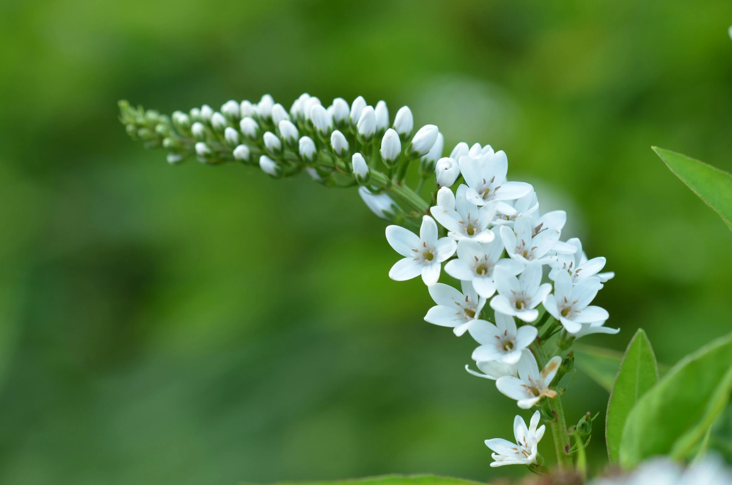 a close up of a plant with white flowers, large tail, lynn skordal, today\'s featured photograph 4k, pyranees