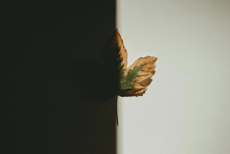 a close up of a leaf on a wall, inspired by Elsa Bleda, trending on pexels, postminimalism, shadow polaroid photo, profile image, brown, half turned around