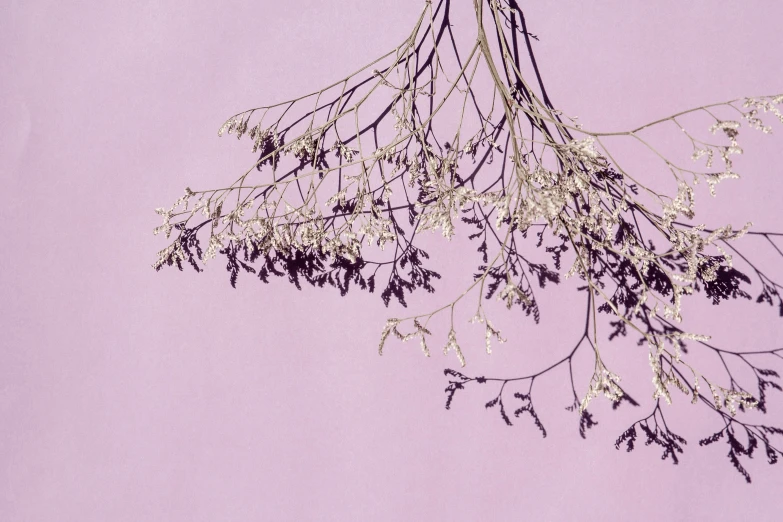 a bunch of dried flowers hanging from a branch, a digital rendering, inspired by Julian Schnabel, trending on unsplash, sōsaku hanga, light purple, fine foliage lace, minimalist photorealist, pink grass