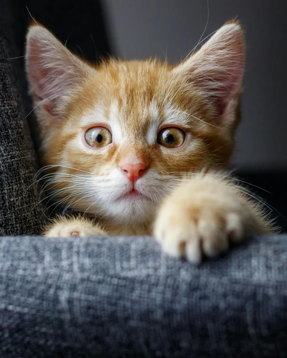 a close up of a cat on a couch, trending on reddit, scared expression, lgbtq, kittens, excited