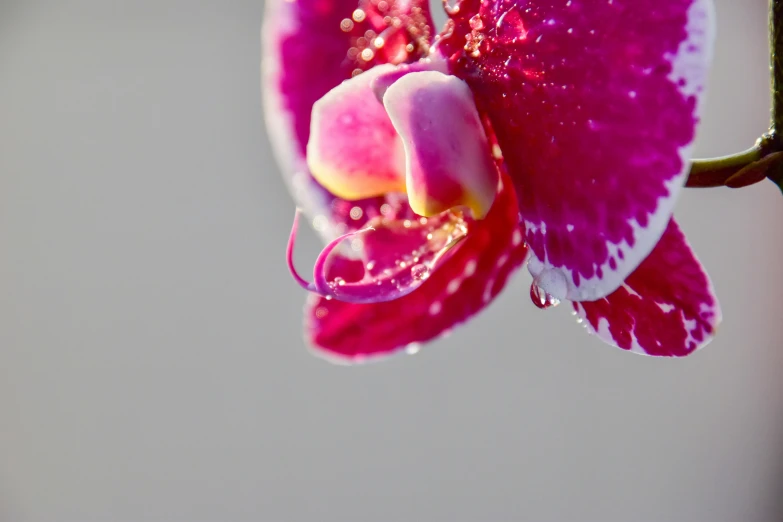 a close up of a flower with water droplets on it, a macro photograph, by Jan Rustem, unsplash, an orchid flower, purple and red, on a bright day, on grey background