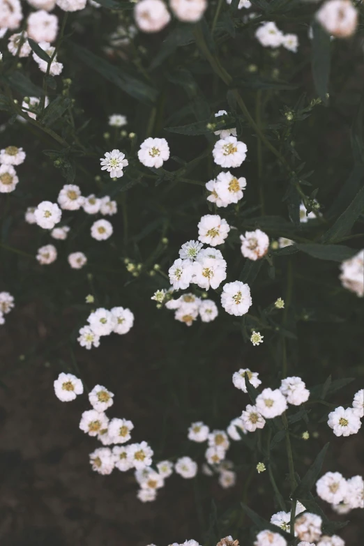 a close up of a bunch of white flowers, an album cover, inspired by Elsa Bleda, aestheticism, trending on vsco, field of flowers at night, loosely cropped, detailed beautiful plants