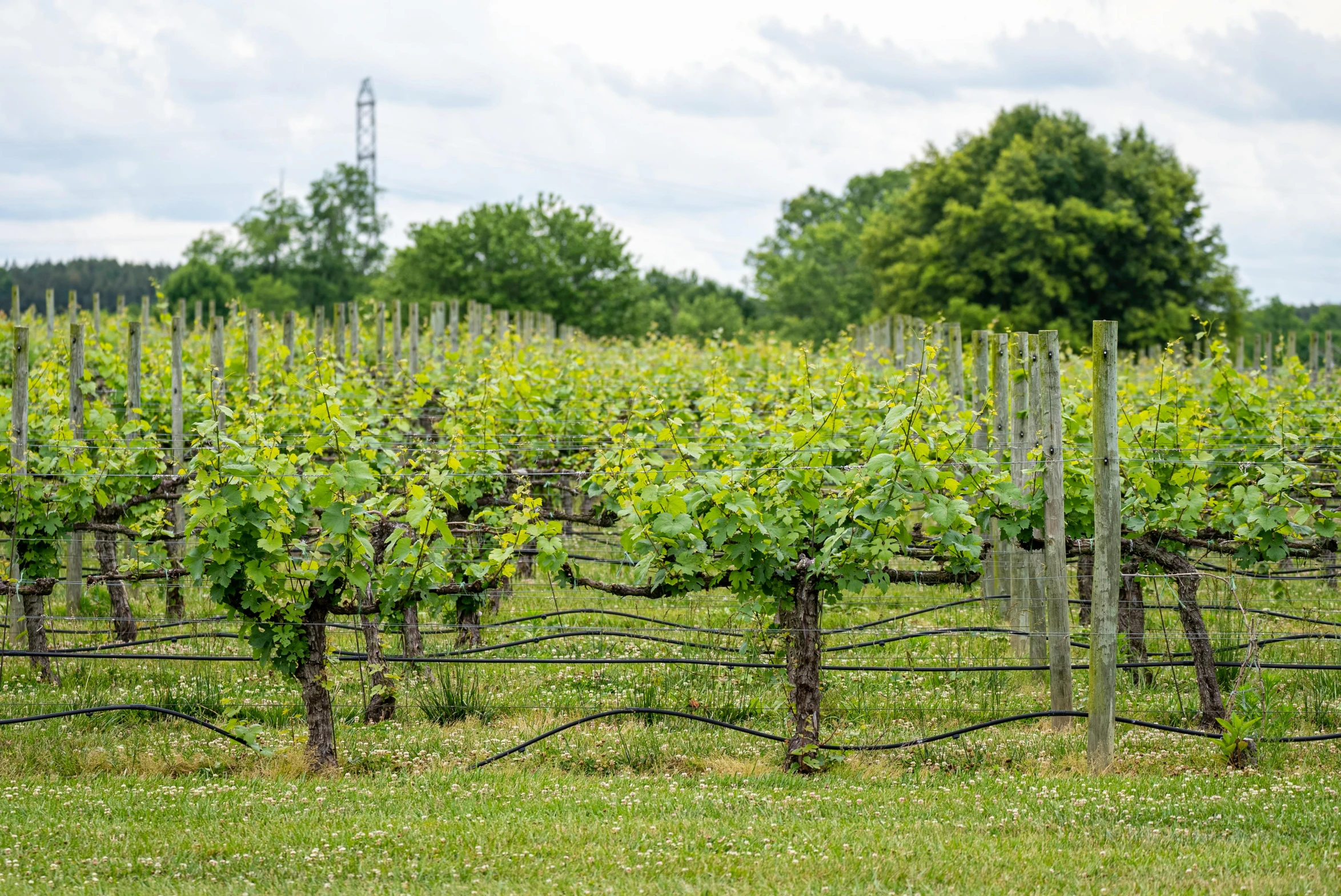 a bunch of vines that are growing in a field, spines and towers, linden trees, vines overflowing, wine