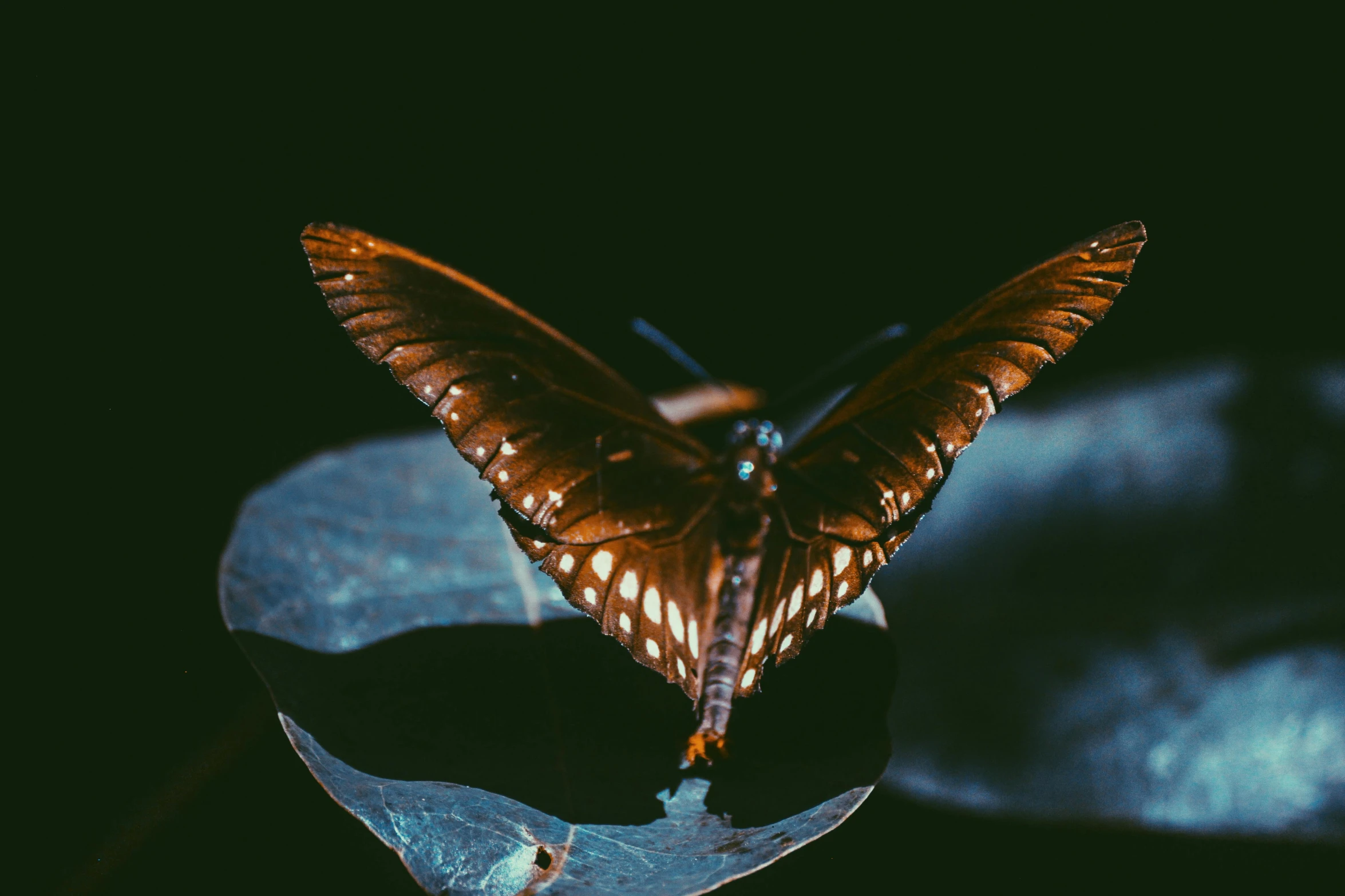 a erfly sits on a leaf with another closeup