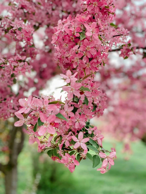 a bunch of pink flowers on a tree, no cropping, 🎀 🗡 🍓 🧚, david hardy, color image