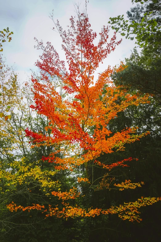 a couple of trees that are standing in the grass, inspired by Tom Thomson, unsplash, vermont fall colors, flames, in karuizawa, colorful ravine