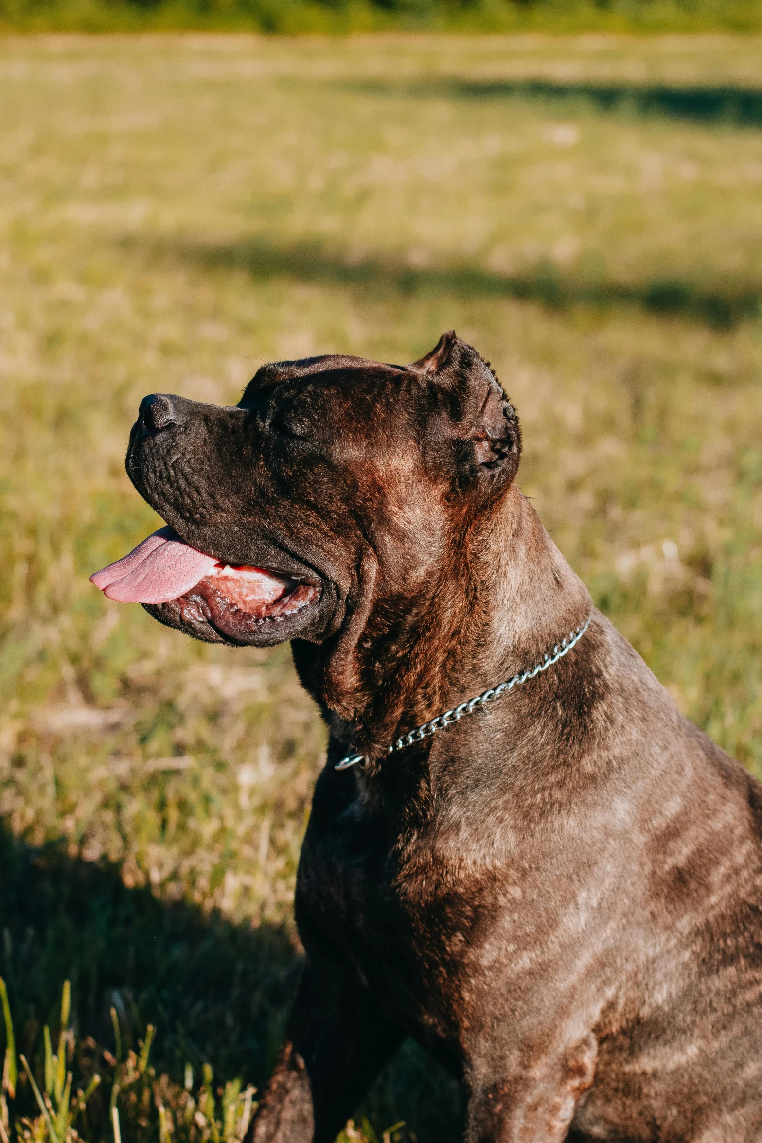 a brown dog sitting on top of a lush green field, chiseled jawline, profile image, pits, jewelry