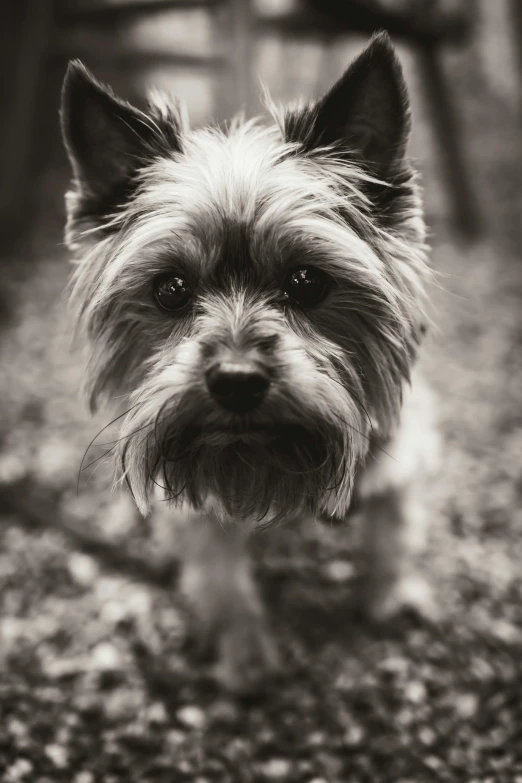 a black and white photo of a small dog, by Tadeusz Makowski, unsplash, baroque, portrait of forest gog, spiky, rusty, medium format. soft light