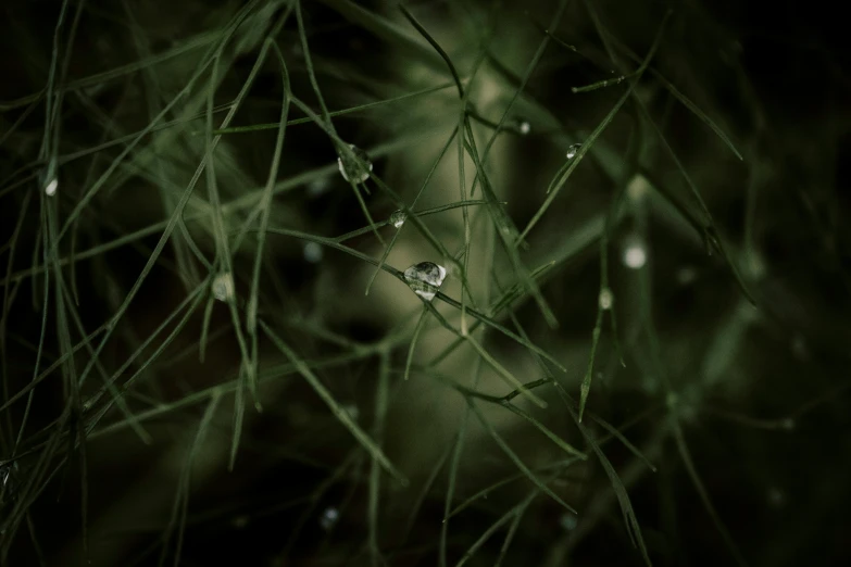 a close up of a plant with water droplets on it, inspired by Elsa Bleda, pexels contest winner, art photography, dense coniferous forest. spiders, minimalist, fractal forest, ignant