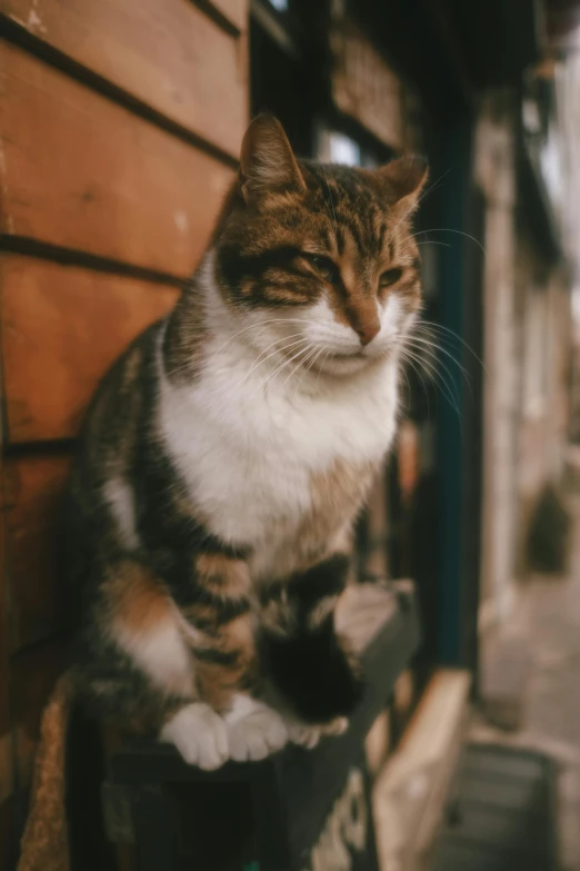 a cat sitting on the ledge of a building, looking smug, upclose, taken on a 2000s camera, ultra - quality