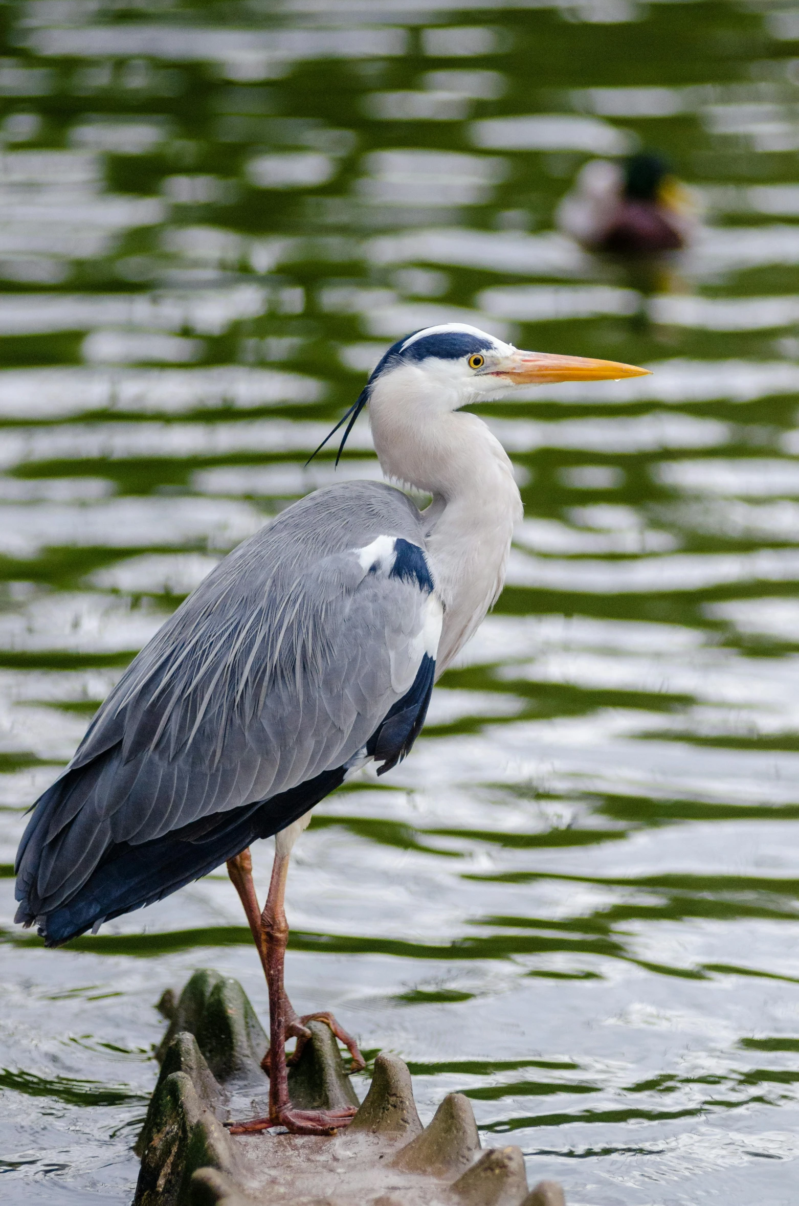 a bird is standing on a log in the water