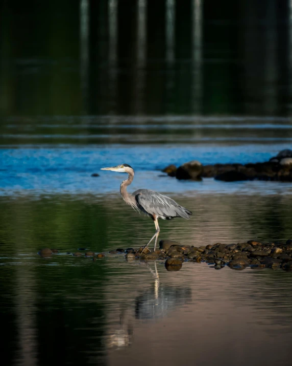 a bird that is standing in the water, on a lake, late afternoon