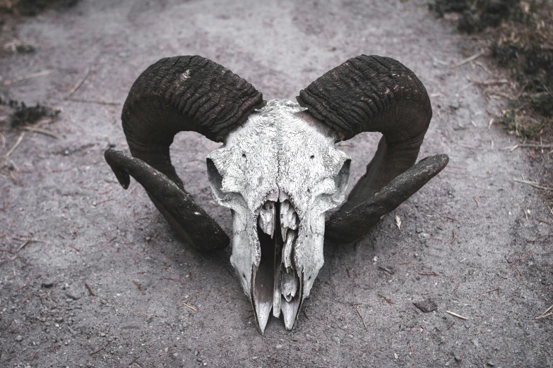 a ram skull sitting on top of a dirt road, an album cover, inspired by Santiago Caruso, unsplash contest winner, tooth wu : : quixel megascans, horned god, perfectly symmetrical, taxidermy
