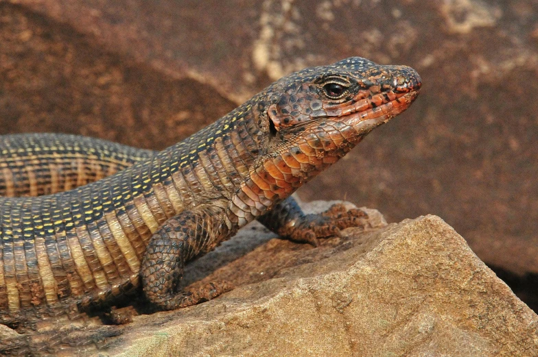 a close up of a lizard on a rock, huge spines, grimshaw, aboriginal, the most bizarre hybrid animals