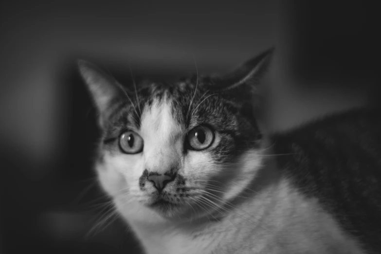 a black and white photo of a cat, a black and white photo, unsplash, photorealism, desaturated!!, sassy, blurred, portrait shot 8 k