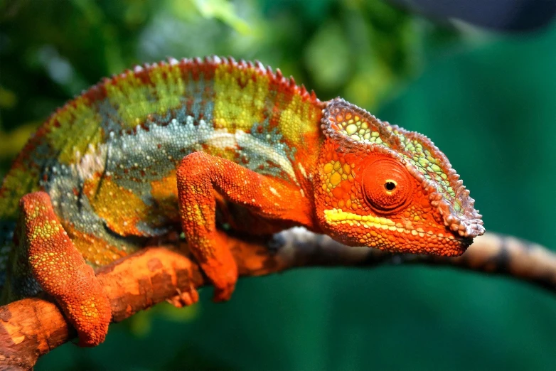 a close up of a chamelon on a branch, trending on pexels, red and orange color scheme, holographic creatures, an afghan male type, colourful jungle