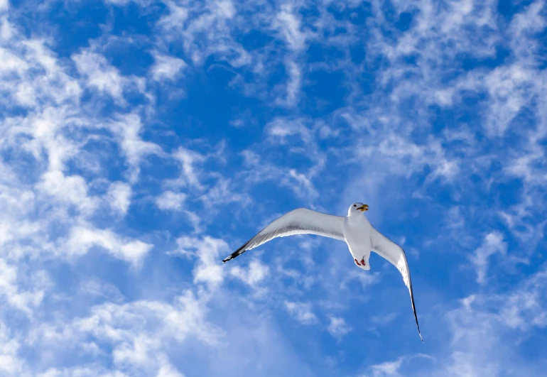 a bird that is flying in the sky, by Carey Morris, pexels contest winner, blue sky and white clouds, weightless, seagull, curvature