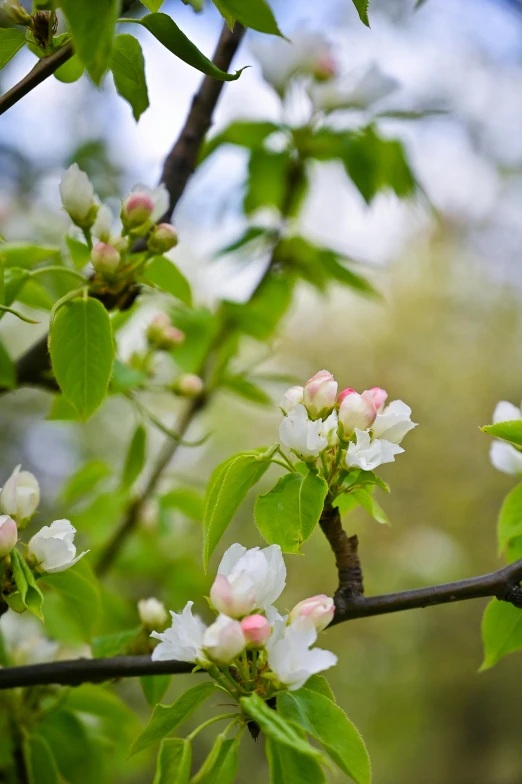 a bird sitting on top of a tree branch, apple blossoms, slide show, square, cottagecore flower garden