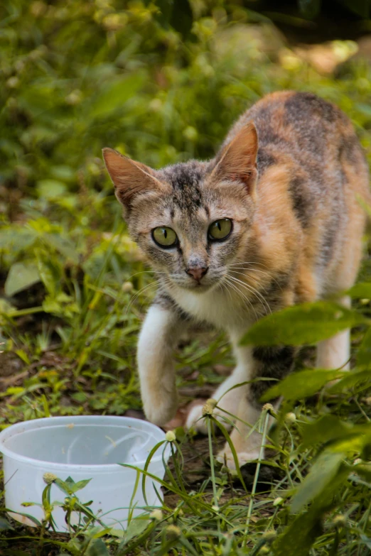 a cat standing next to a bowl of water, a portrait, shutterstock, beautiful picture of stray, promo image, grazing, 1 female