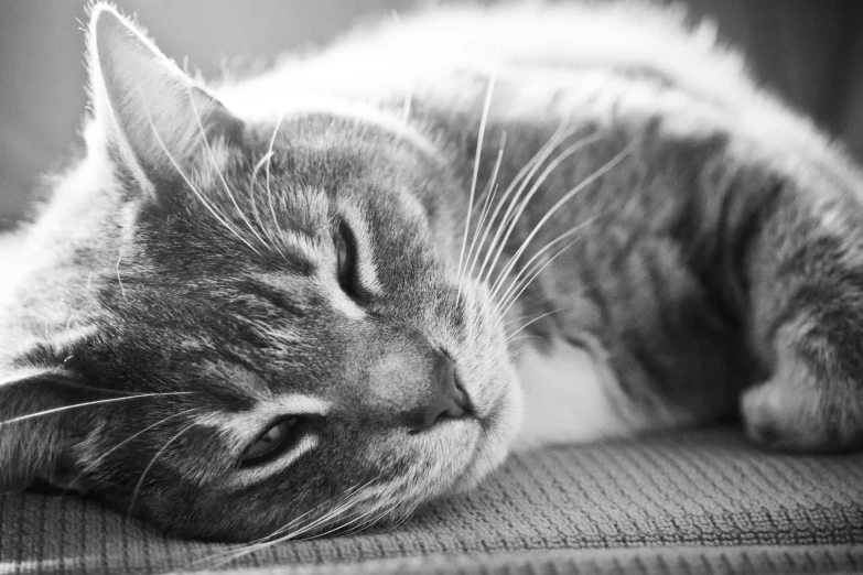 a black and white photo of a cat sleeping, by Matija Jama, pexels, short light grey whiskers, relaxing after a hard day, also very detailed, today\'s featured photograph 4k