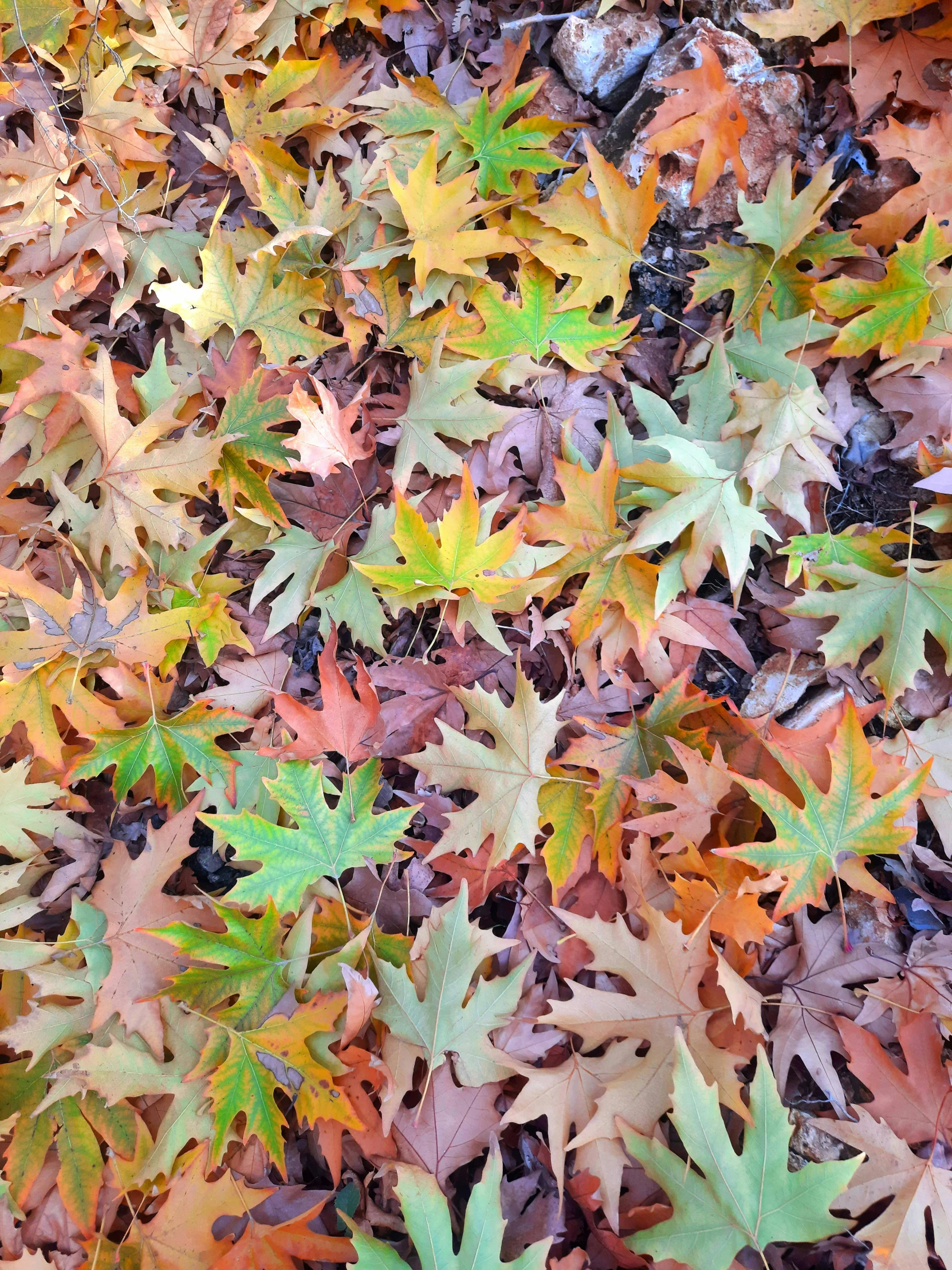 a bunch of leaves that are laying on the ground, by Jessie Algie, # nofilter, fan favorite, colorful trees, botanical photo