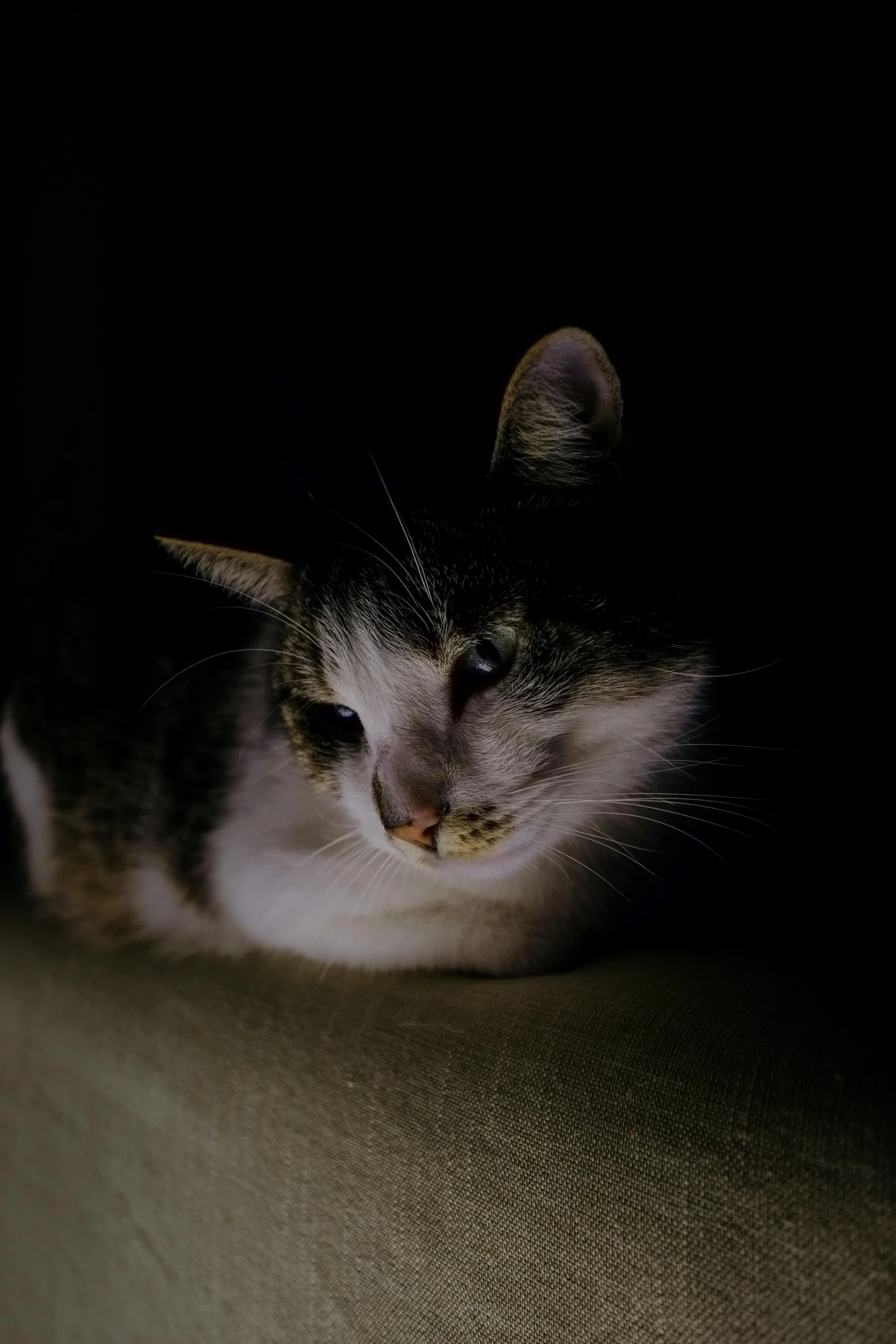 a cat that is laying down in the dark, by Niko Henrichon, worried, indoor picture, soft light - n 9, cat