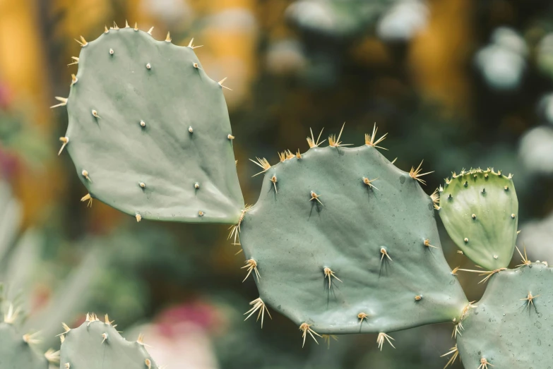 a close up of a cactus plant with green leaves, trending on pexels, romanticism, eucalyptus, muted colours, 33mm photo, grey