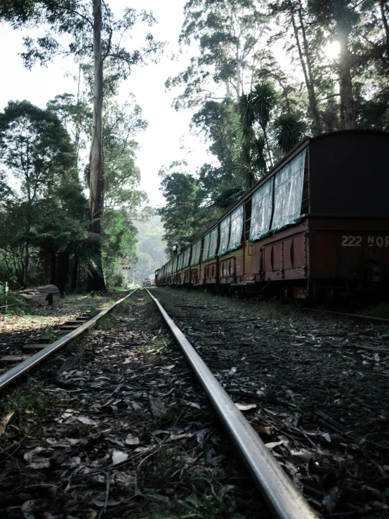 a train traveling down train tracks through a forest, tamborine, facing away from camera, massive trees with warm windows, look
