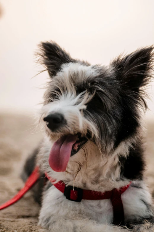 a black and white dog laying on top of a sandy beach, smiling playfully, profile image, mixed animal, fluffy