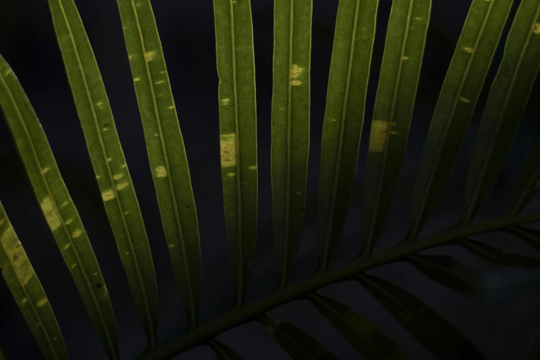 a close up of a palm leaf on a dark background, pexels contest winner, hurufiyya, some fireflies, detailed product image, upscaled to high resolution, yellow lighting from right