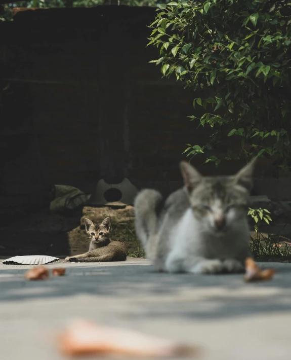 a cat that is laying down on the ground, by Wen Zhenheng, pexels contest winner, medium shot of two characters, in the yard, museum quality photo, today\'s featured photograph 4k