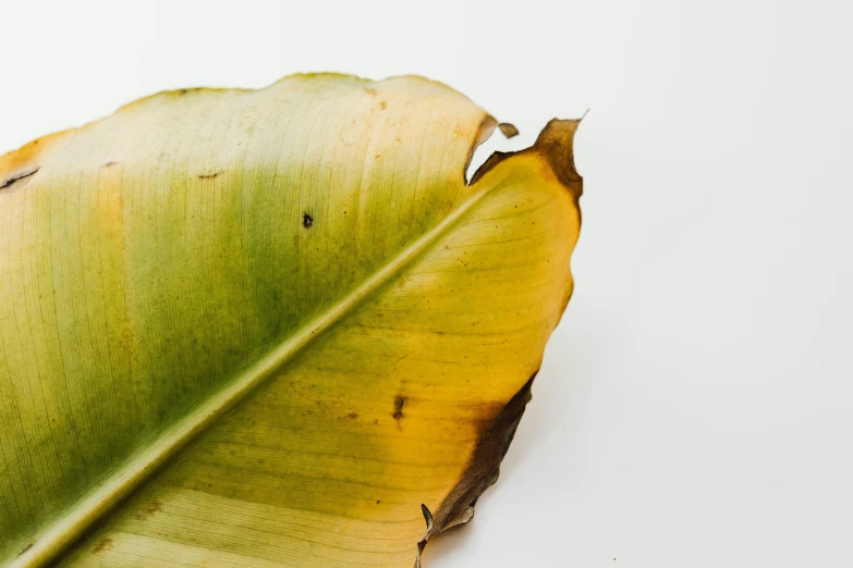 a close up of a banana leaf on a white surface, an album cover, burned, background image, thumbnail, yellowing wallpaper