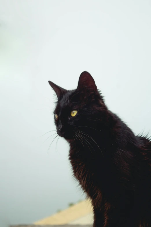 a black cat sitting next to a body of water, pexels, minimalism, side profile portrait, moist foggy, looking up at camera, terrifying :7