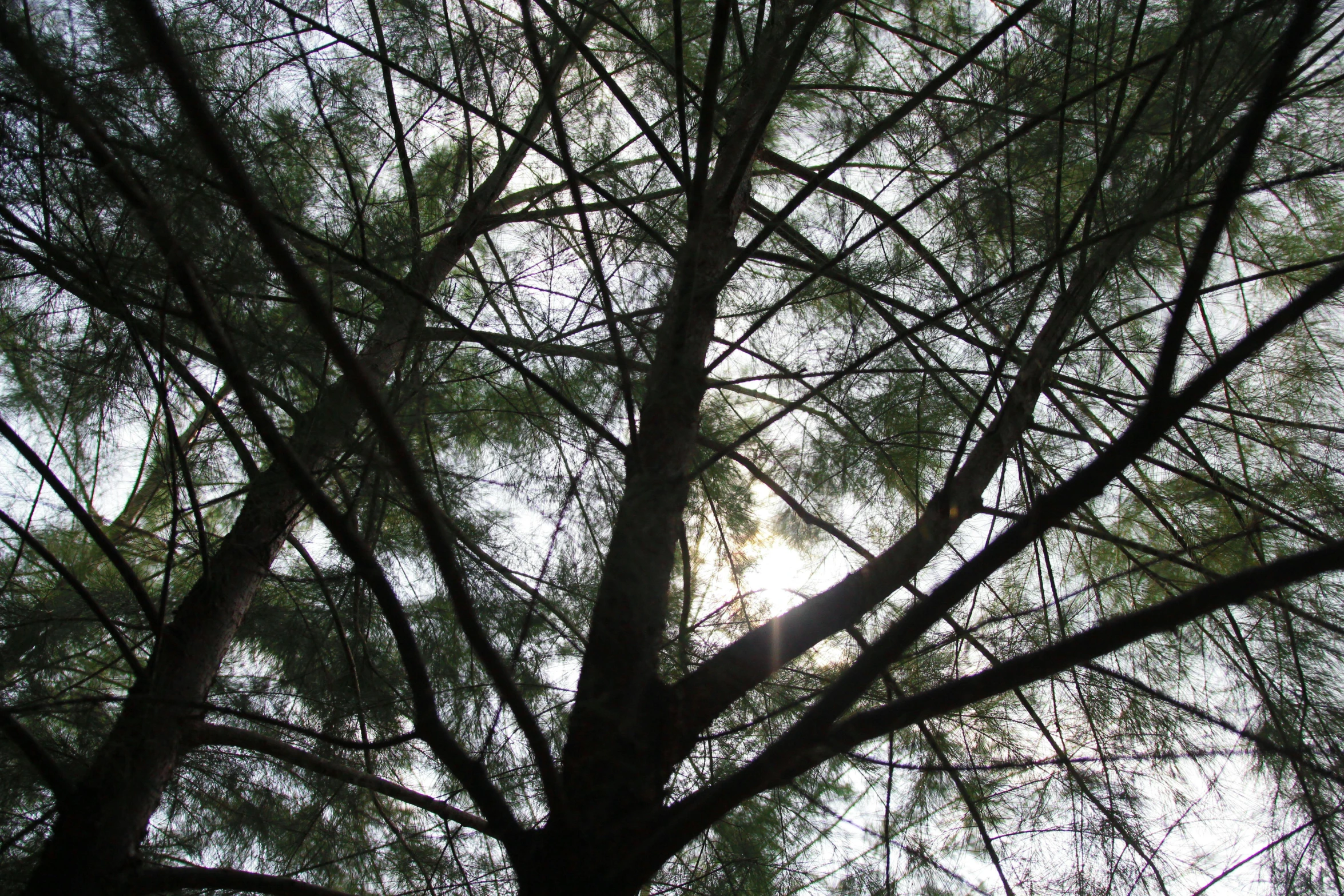 the sun shines through the branches of a pine tree, by Linda Sutton, light and space, ((trees)), looking at the ceiling, canopee, cotton