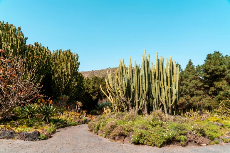 a garden filled with lots of different types of plants, an album cover, pexels contest winner, beautiful vistas with cacti, exterior botanical garden, brown, volcanic