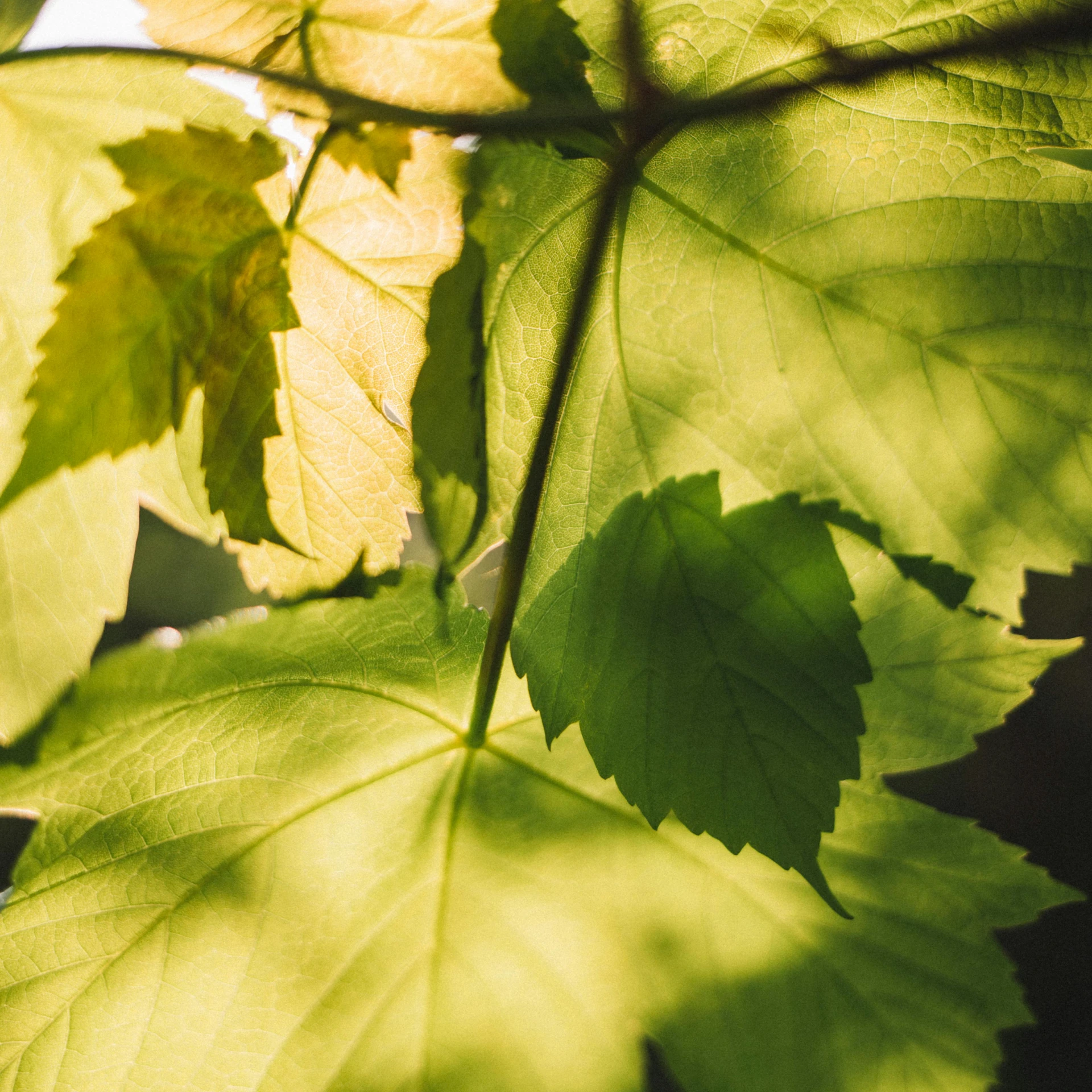 a close up of some leaves on a tree, by Thomas Häfner, unsplash, sun dappled, shot on hasselblad, green vines, canadian maple leaves