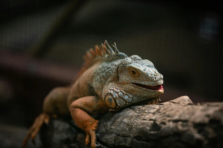 a close up of a lizard on a rock, a portrait, by Adam Marczyński, pexels contest winner, sumatraism, on a wooden table, 🦩🪐🐞👩🏻🦳, a still of a happy, australian