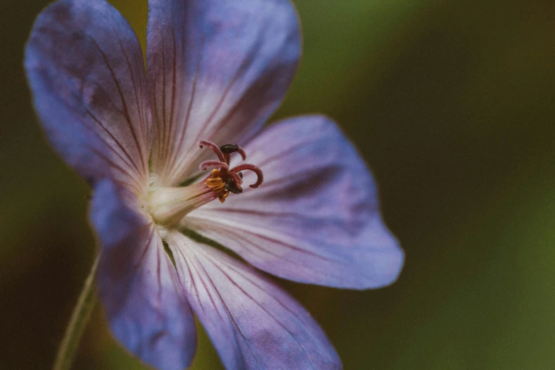 a close up of a flower with a blurry background, a macro photograph, by Adam Marczyński, unsplash, renaissance, purple and blue, a high angle shot, brown, medium format. soft light