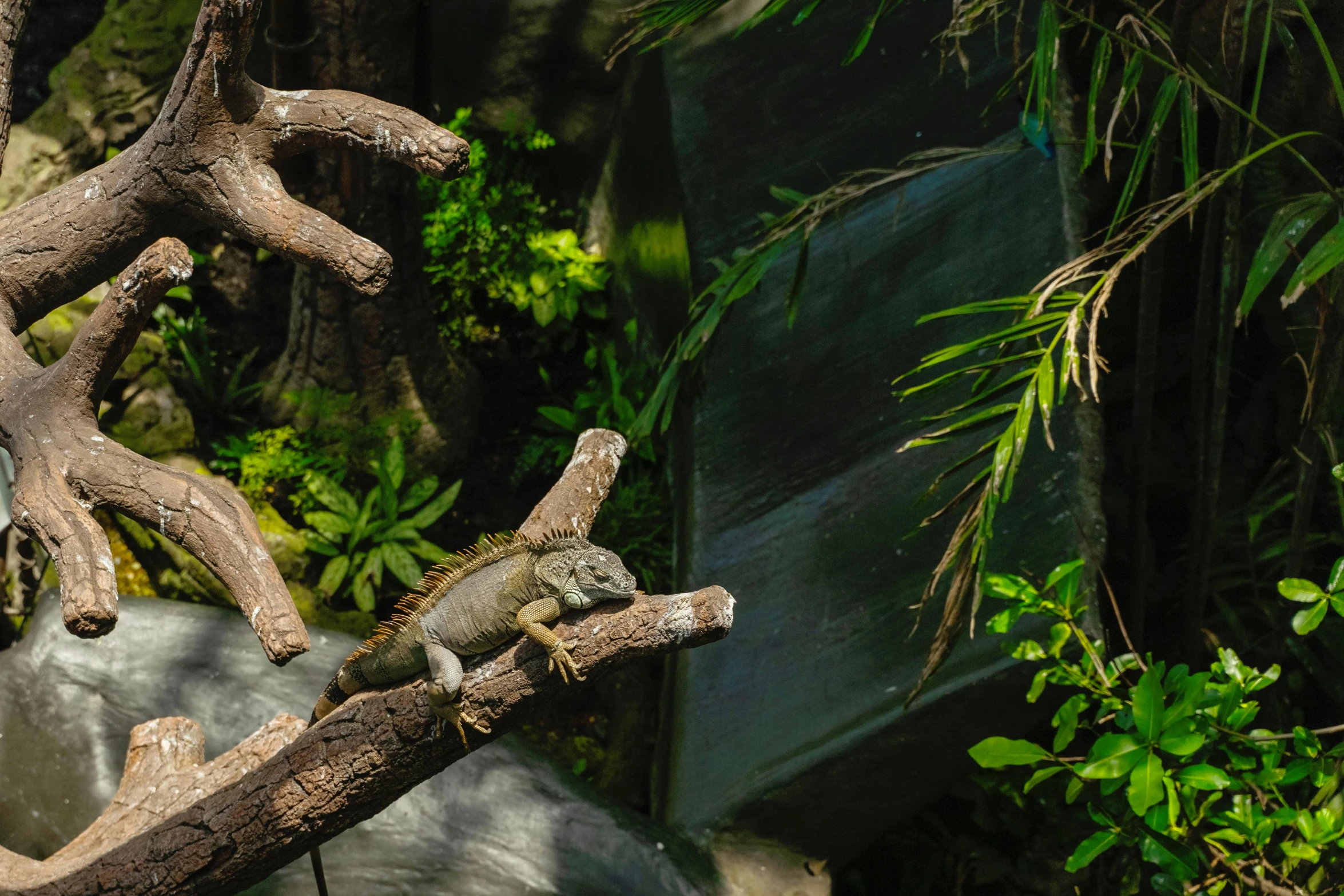 a lizard sitting on top of a tree branch, a screenshot, pexels contest winner, large diorama, in the zoo exhibit, overgrown jungle environment, sleepy