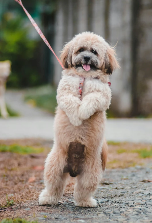 a small dog standing on its hind legs on a leash, unsplash, renaissance, super fluffy, on a sidewalk of vancouver, 2019 trending photo, zoomed out full body