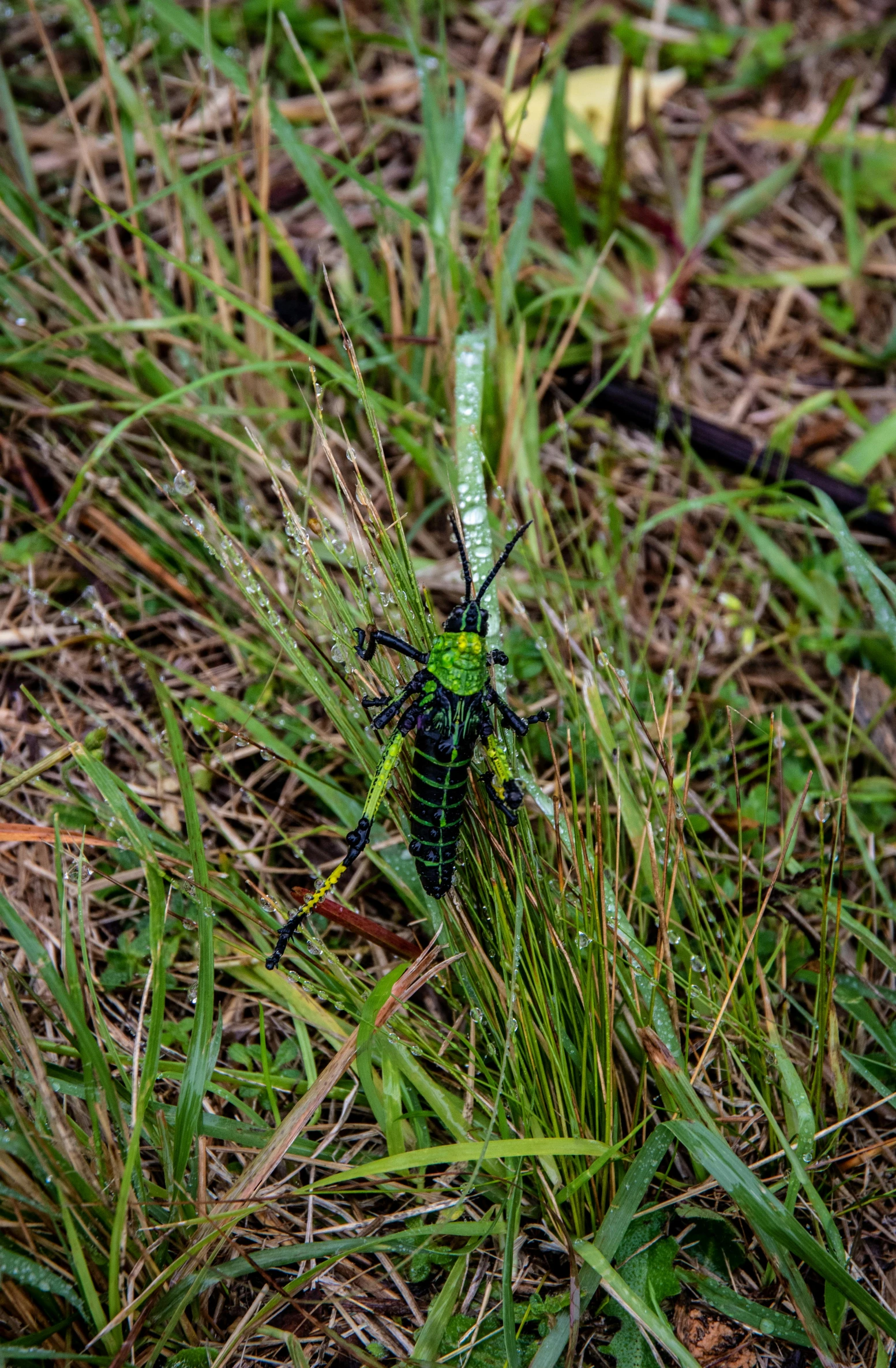 a bug that is sitting in the grass, vicious snapping alligator plant, green pastures stretch for miles, very wet, with long antennae