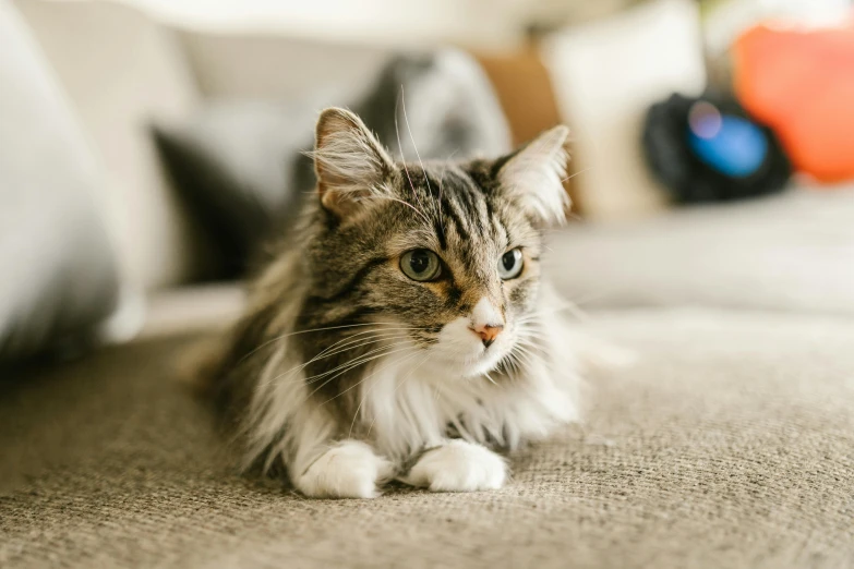 a cat sitting on a couch in a living room, a portrait, unsplash, super fluffy, crawling towards the camera, gaming, subtle detailing