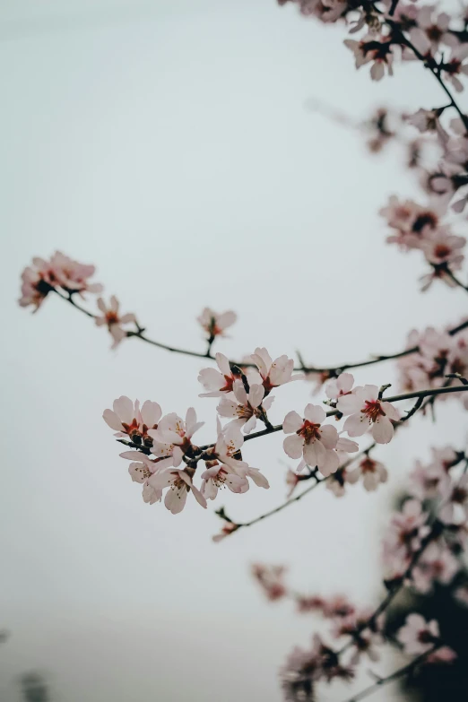 a bunch of flowers that are on a tree, a picture, by Niko Henrichon, trending on unsplash, aestheticism, light pink mist, on a gray background, 中 元 节, taken with sony alpha 9
