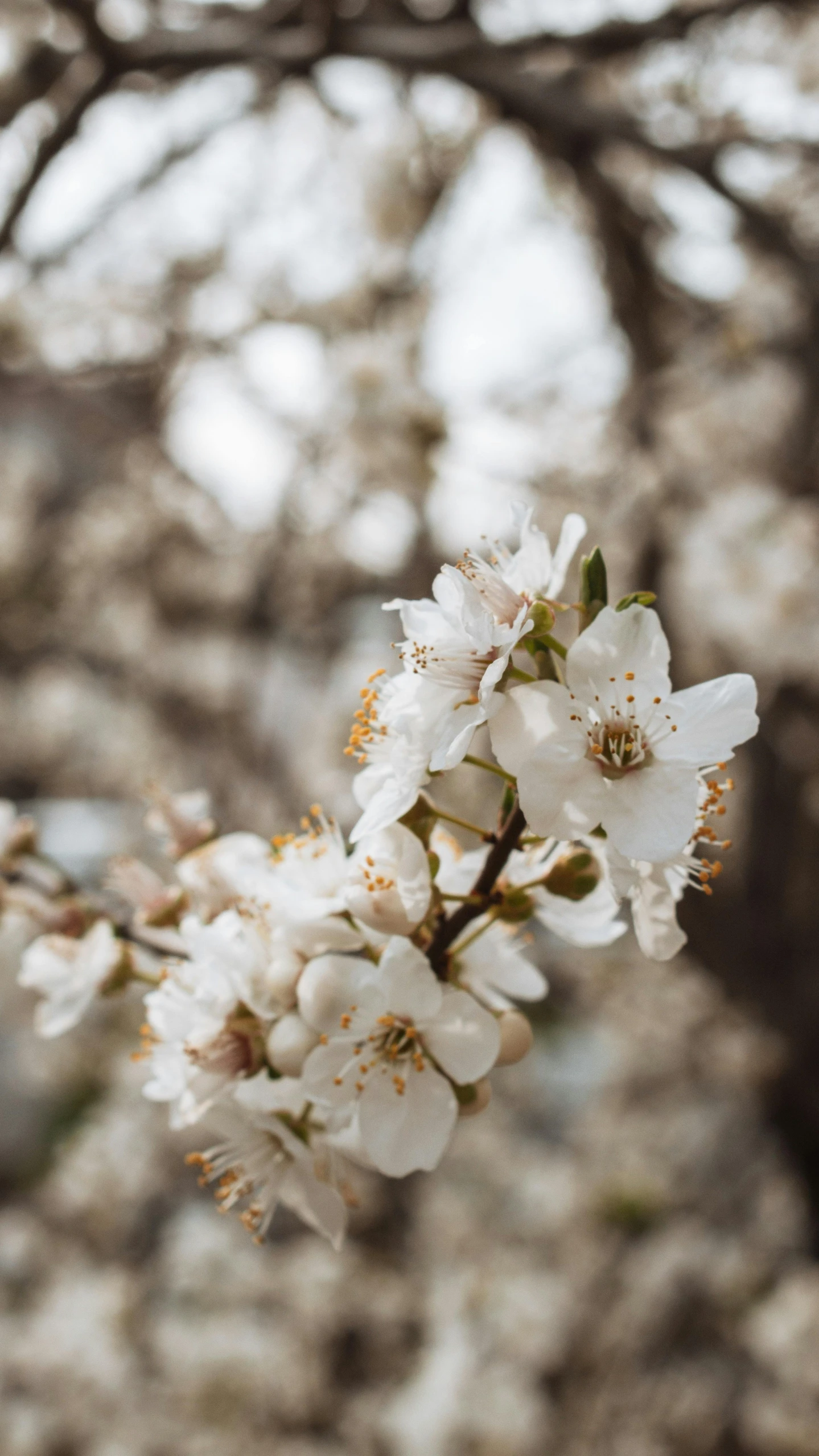 a bunch of white flowers on a tree, by Jessie Algie, unsplash, paul barson, no cropping, thumbnail, beige