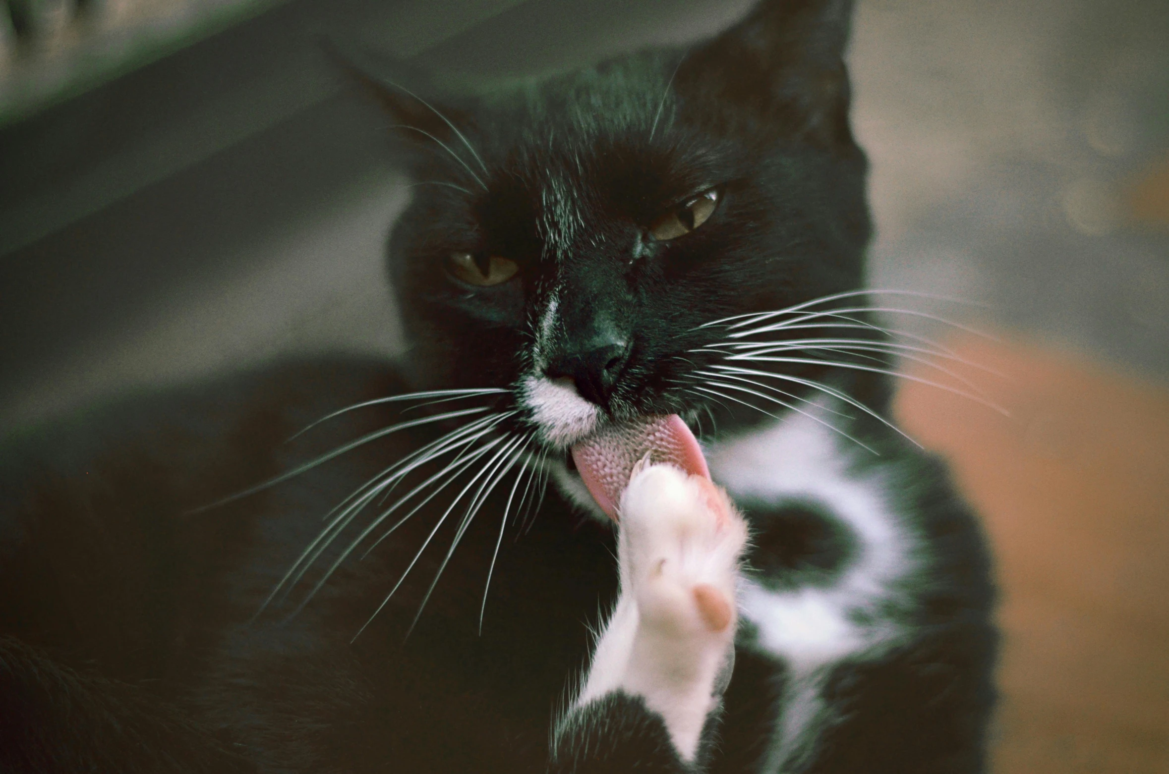 a black and white cat holding a mouse in its mouth, unsplash, eating ice cream, paw pads, high quality photo, ( ultra realistic