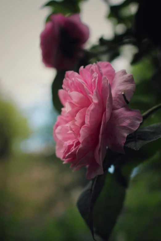 pink flowers bloom on green stems by a leafy tree