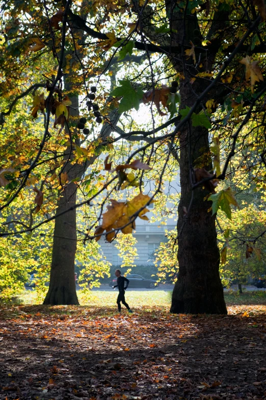 a person walking through a park with lots of leaves on the ground, brussels, hanging trees, wellington, sunlit