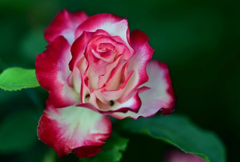 a single rose is shown with its petals red and white