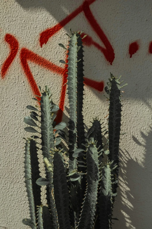 a cactus plant in front of a wall with graffiti, graffiti, 3 - d shadows, up close image, tall plants, spines