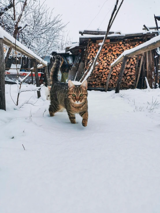 a cat that is walking in the snow, an album cover, pexels contest winner, russian village, with a wooden stuff, lunging at camera :4, opening shot